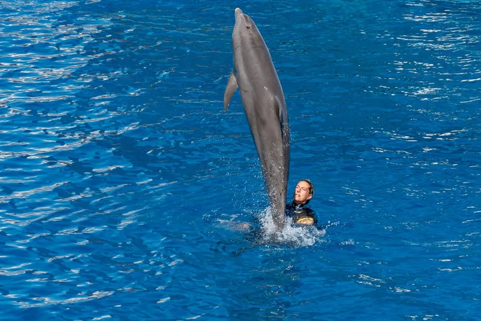 Dolphin Show Performance in Blue Aquarium Pool