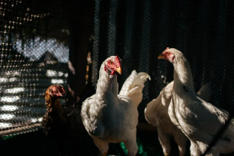 Rooster