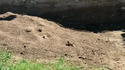 Horizontal video: Sparrows dust bathing sand 4937574. Duration: 38 seconds. Resolution: 1920x1080