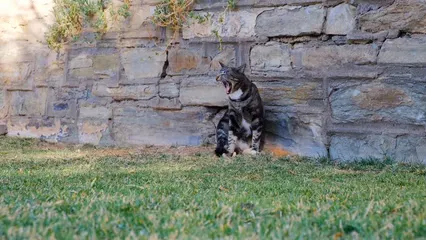 Horizontal video: Black tabby cat stretches on the grass 5306148. Duration: 12 seconds. Resolution: 3840x2160
