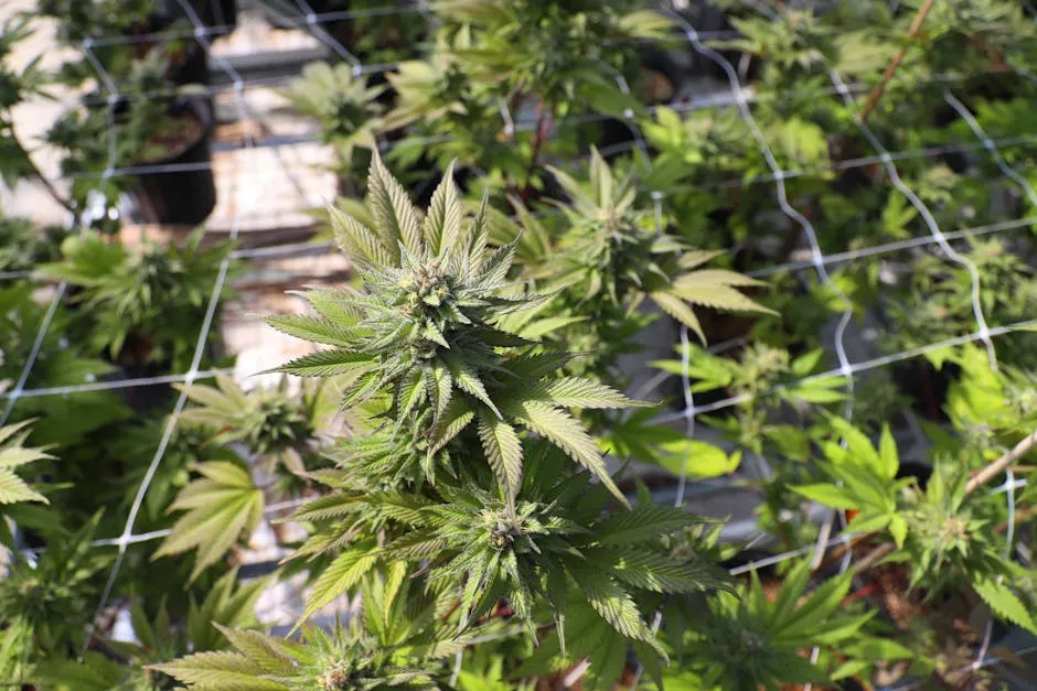 Leaves of Marijuana in Greenhouse
