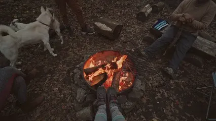 Horizontal video: Two white dogs playing with their human 6093372. Duration: 13 seconds. Resolution: 3840x2160