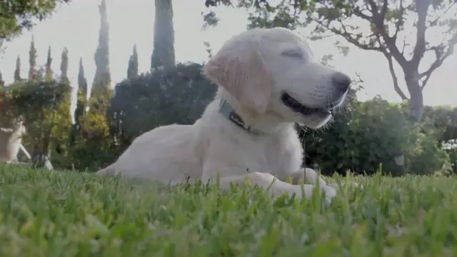 Horizontal video: Dog resting on grass field 853770. Duration: 15 seconds. Resolution: 1920x1080
