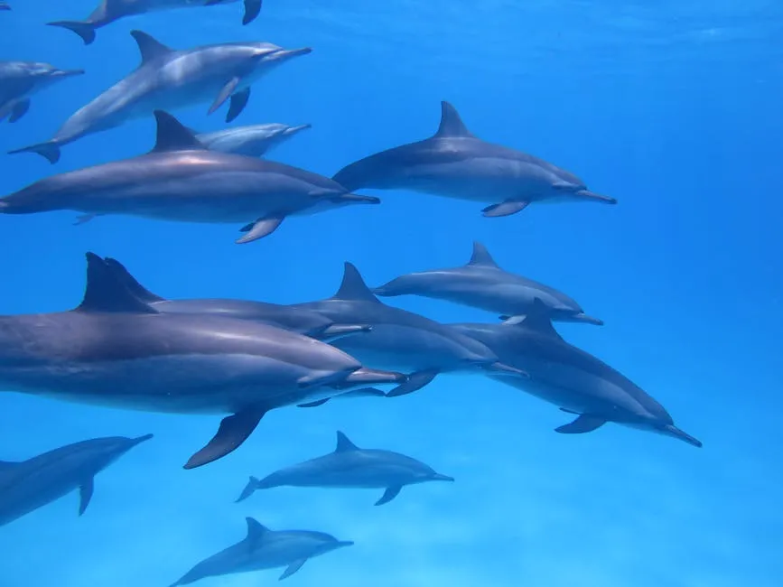 Pod of Dolphins Under the Sea