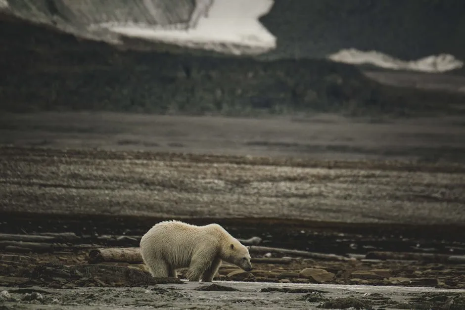 Polar Bear in Rugged Arctic Landscape