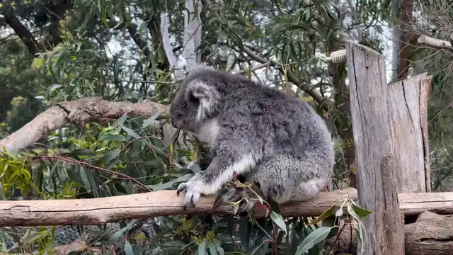 Horizontal video: Cute koala eating eucalyptus at zoo 28893464. Duration: 54 seconds. Resolution: 1920x1080