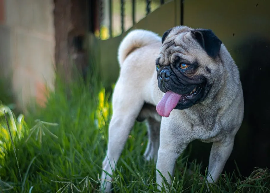 Charming pug with tongue out, standing on grass, enjoying a sunny day outdoors.