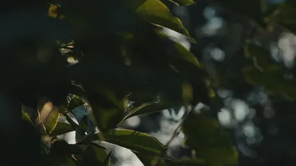 Horizontal video: Leaves providing shade from the rays of the sun 3132090. Duration: 13 seconds. Resolution: 3840x2160