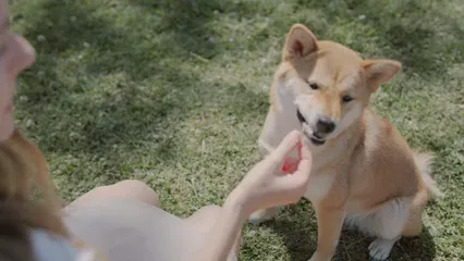Horizontal video: Woman playing with her dog 4504388. Duration: 18 seconds. Resolution: 3840x2160