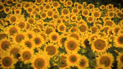 Horizontal video: Bees feeding on a sunflowers field 4927494. Duration: 20 seconds. Resolution: 1920x1080