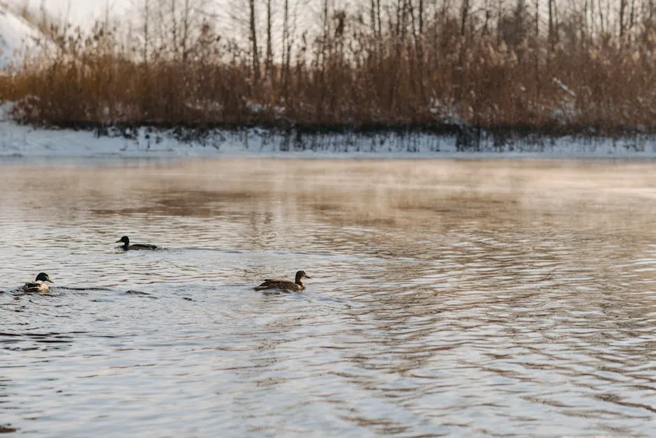 Ducks Floating on Lake Near Leafless Trees