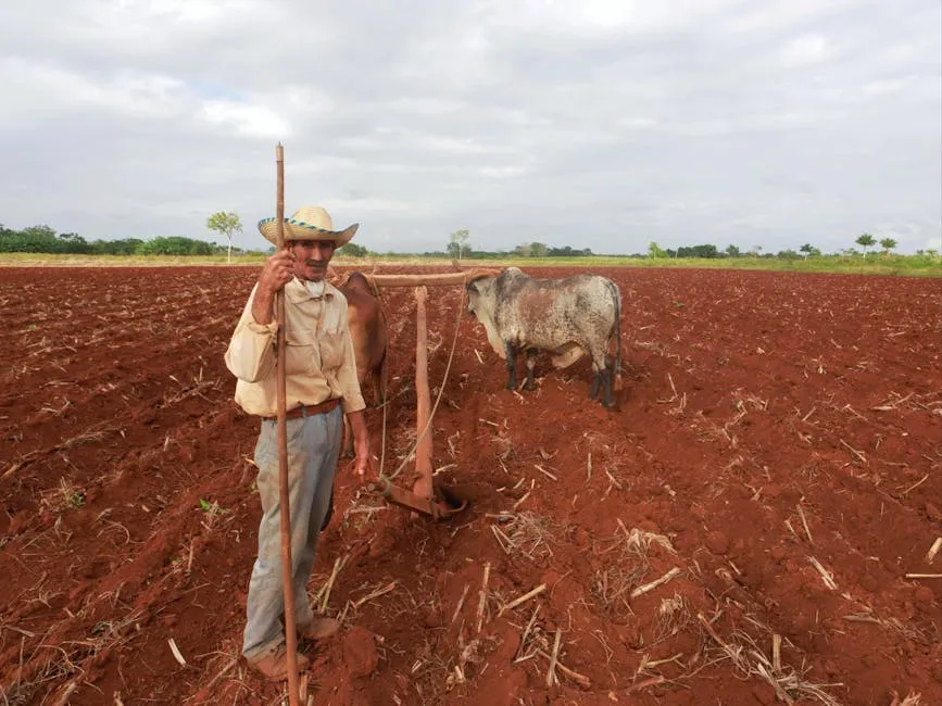 Farmer and Cow on Field