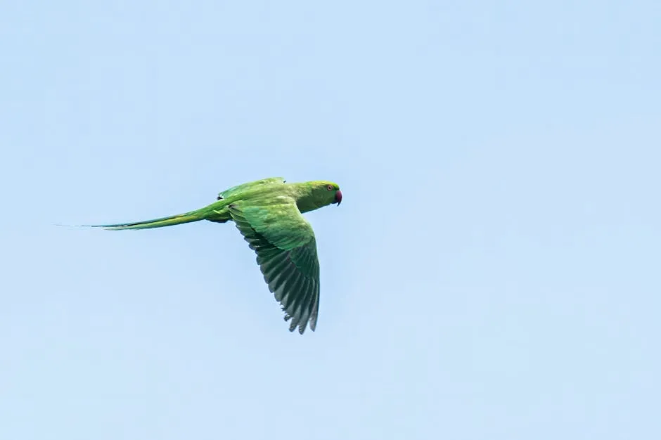 Parrot