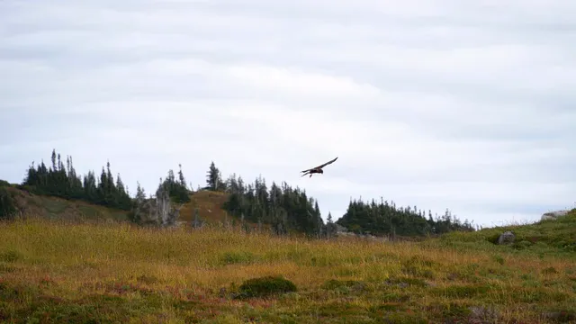 Horizontal video: Majestic eagle soaring over washington wilderness 28903872. Duration: 4 seconds. Resolution: 3840x2160