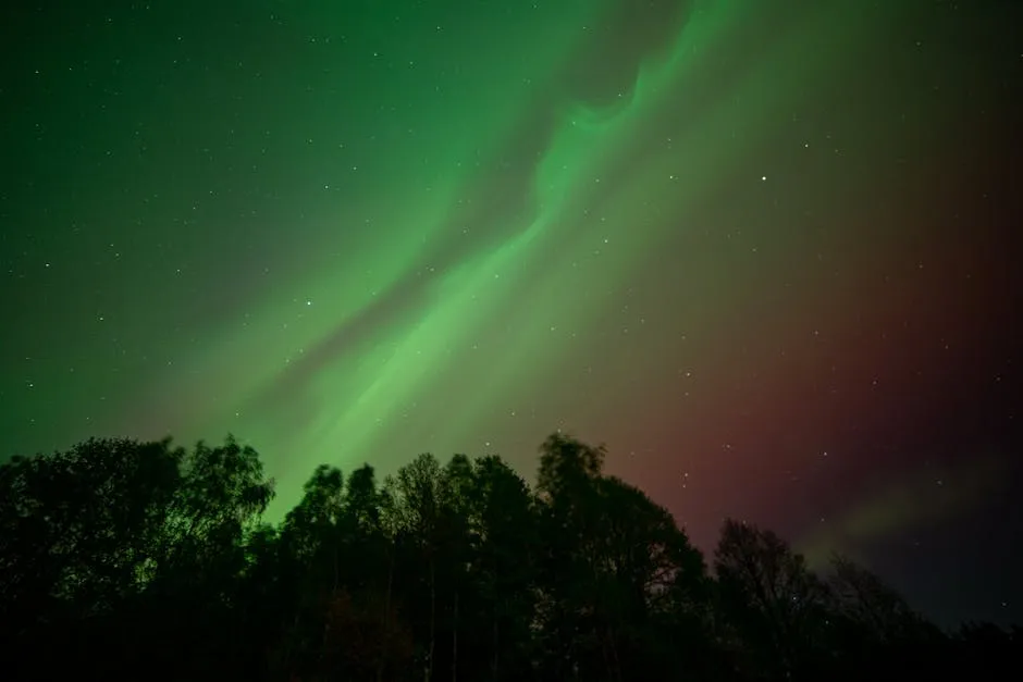 Northern Lights Over Forest in Belarus