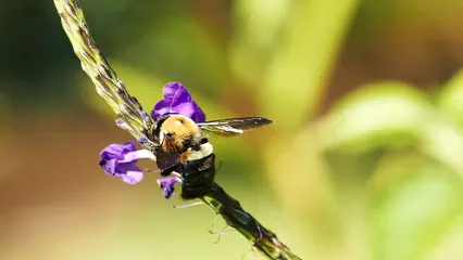 Horizontal video: A bumble bee feeding on flowers nectar 5645582. Duration: 46 seconds. Resolution: 1920x1080