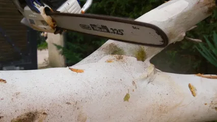 Horizontal video: A chainsaw cutting through a tree 6248361. Duration: 42 seconds. Resolution: 1920x1080