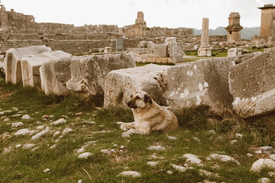 Portrait of Cute Dog Between Ruins