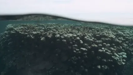 Horizontal video: Corals underwater 6510695. Duration: 15 seconds. Resolution: 1920x1080
