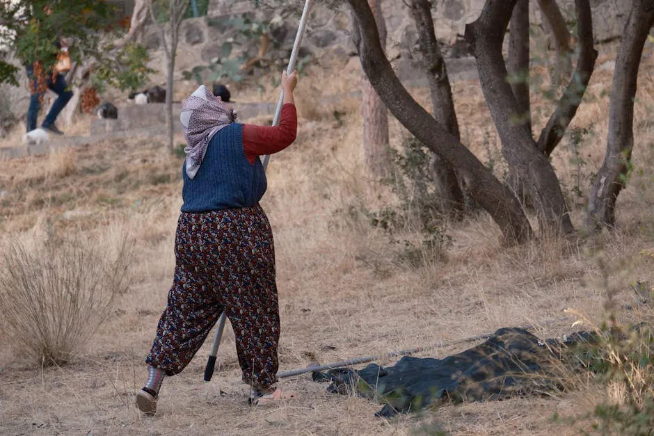 Woman Harvesting Olives in İzmir Countryside