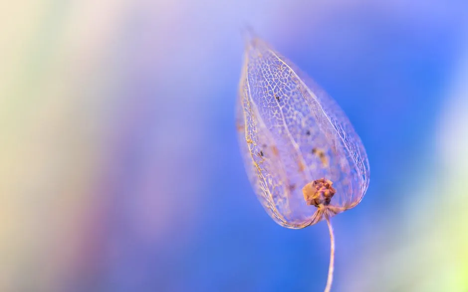 Macro Shot of a Bladder Cherry