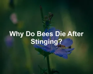 Featured image for Why Do Bees Die After Stinging?