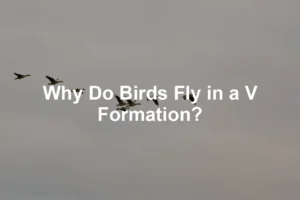 Featured image for Why Do Birds Fly in a V Formation?