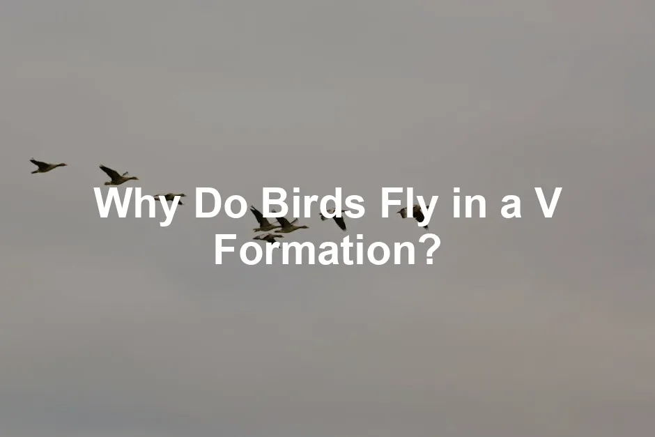 Featured image for Why Do Birds Fly in a V Formation?