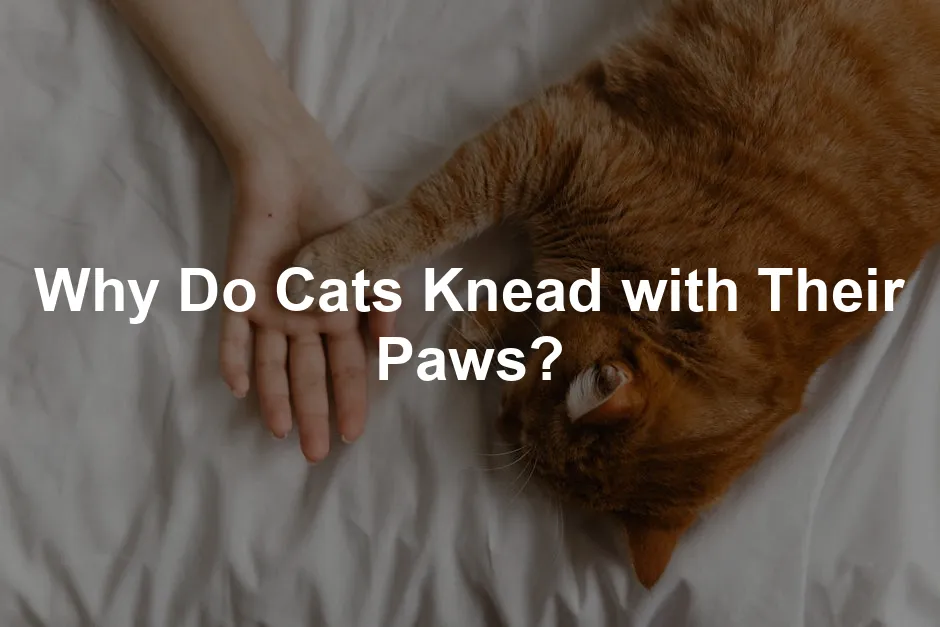 Featured image for Why Do Cats Knead with Their Paws?
