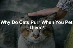 Featured image for Why Do Cats Purr When You Pet Them?
