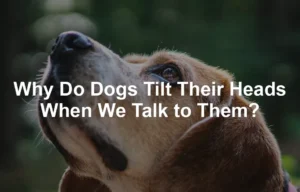 Featured image for Why Do Dogs Tilt Their Heads When We Talk to Them?