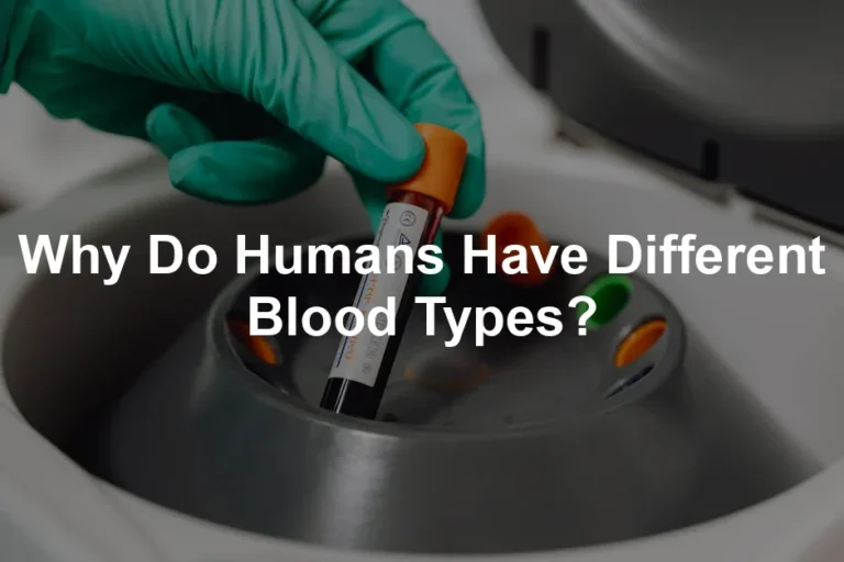 Featured image for Why Do Humans Have Different Blood Types?