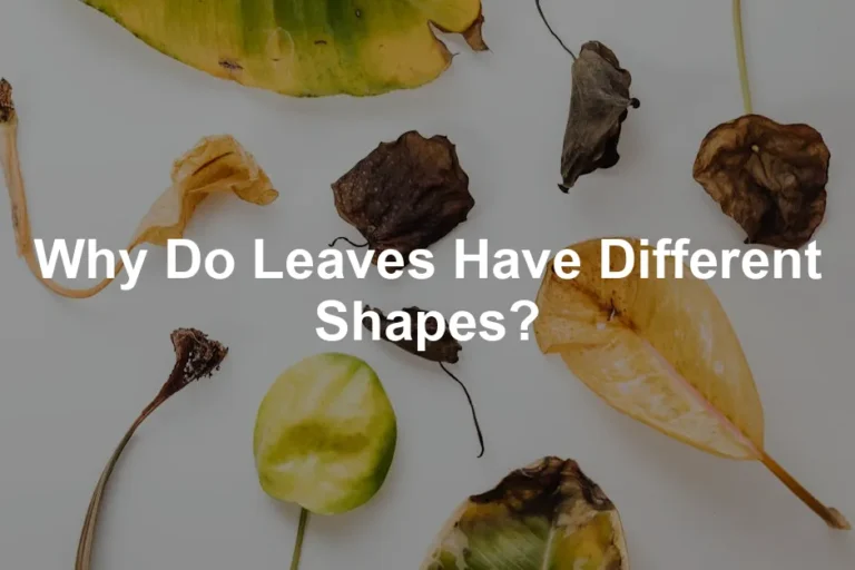 Featured image for Why Do Leaves Have Different Shapes?