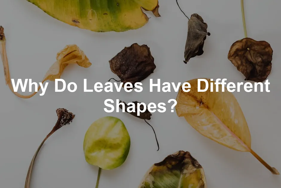 Featured image for Why Do Leaves Have Different Shapes?