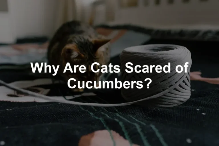 Featured image for Why Are Cats Scared of Cucumbers?