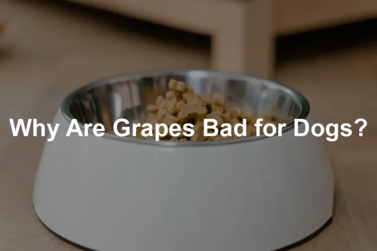 Featured image for Why Are Grapes Bad for Dogs?