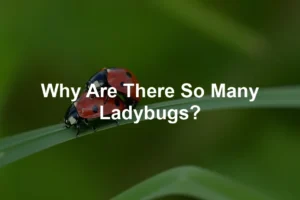 Featured image for Why Are There So Many Ladybugs?