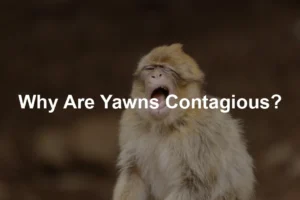 Featured image for Why Are Yawns Contagious?