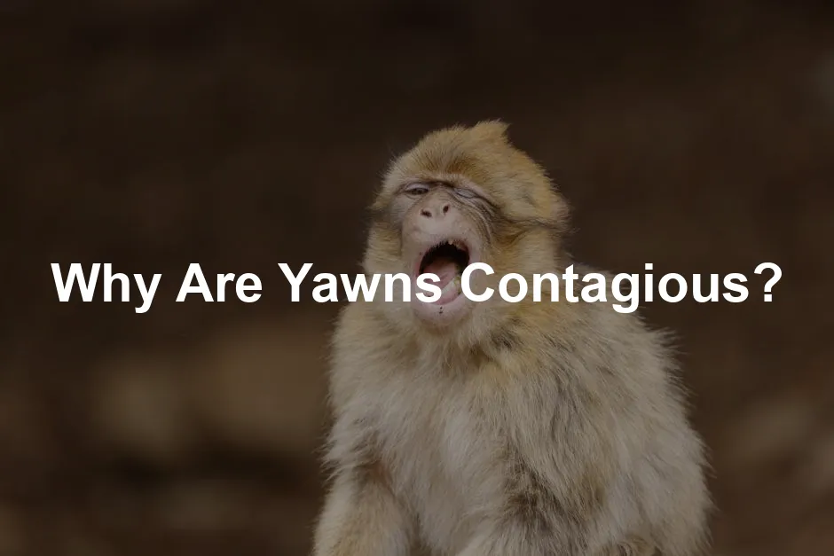 Featured image for Why Are Yawns Contagious?