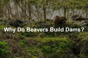 Featured image for Why Do Beavers Build Dams?