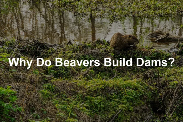 Featured image for Why Do Beavers Build Dams?