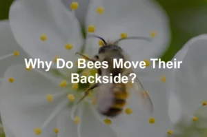 Featured image for Why Do Bees Move Their Backside?