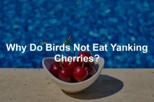 Featured image for Why Do Birds Not Eat Yanking Cherries?