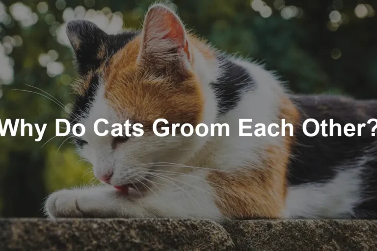 Featured image for Why Do Cats Groom Each Other?