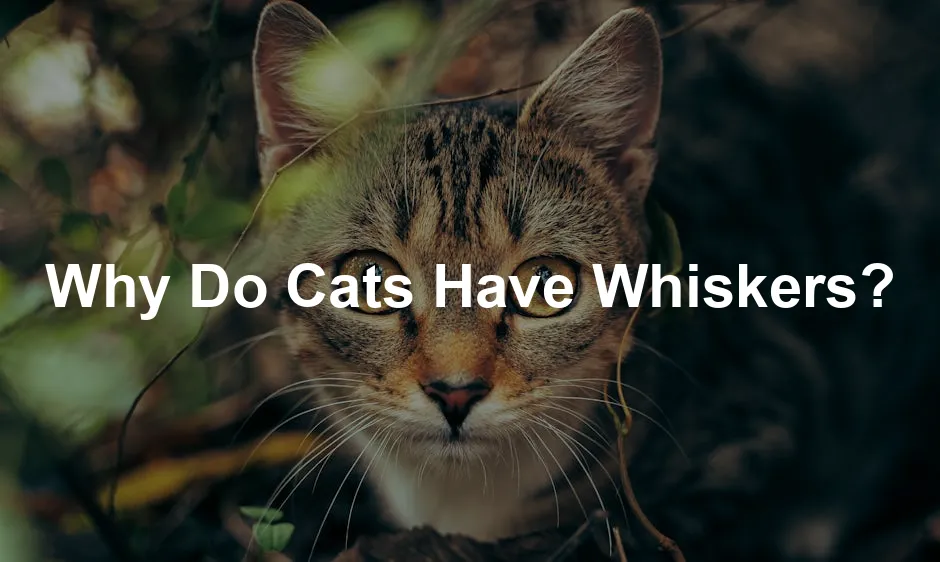 Featured image for Why Do Cats Have Whiskers?