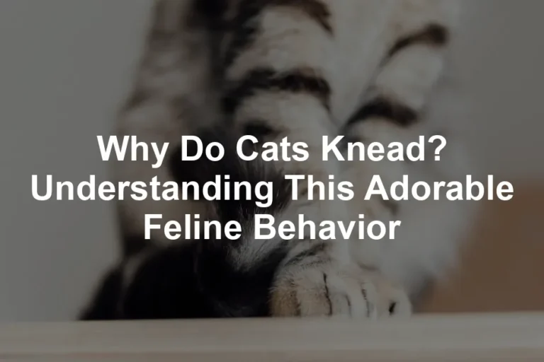 Featured image for Why Do Cats Knead? Understanding This Adorable Feline Behavior