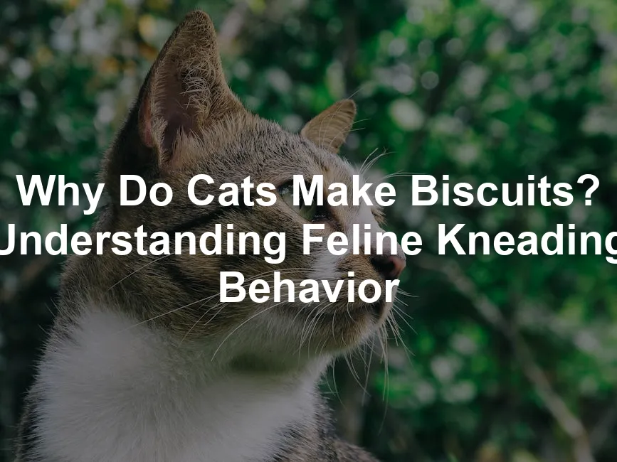 Featured image for Why Do Cats Make Biscuits? Understanding Feline Kneading Behavior