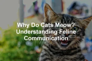 Featured image for Why Do Cats Meow? Understanding Feline Communication