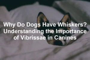 Featured image for Why Do Dogs Have Whiskers? Understanding the Importance of Vibrissae in Canines