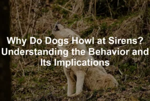Featured image for Why Do Dogs Howl at Sirens? Understanding the Behavior and Its Implications